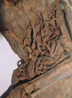 The intestines of the Weerdinge Man