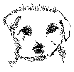 West Highland Terrier drawing